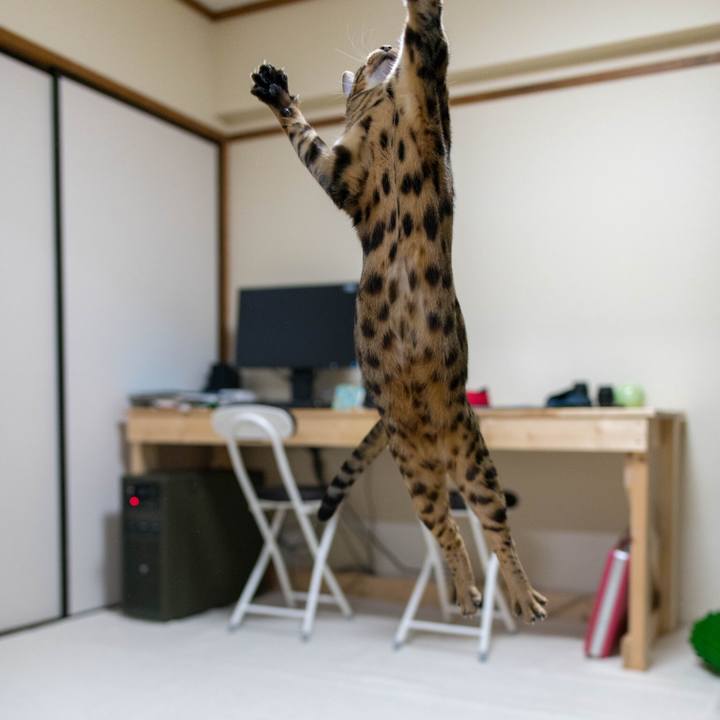 99c0d294 2db7 4de8 8f11 8d508e632f1a 1518101472087