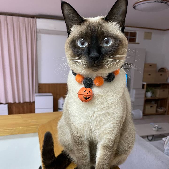 99c2723c f31a 4509 bd00 e844552c01e6 1728504327325