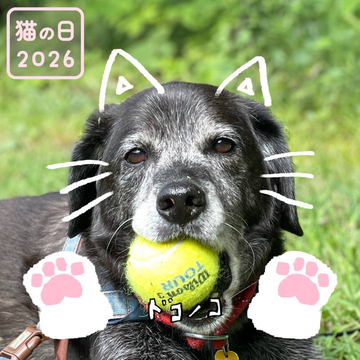 99c2c9b4 8d94 4ddf 8af8 d6b569aef1ea 1771742512740