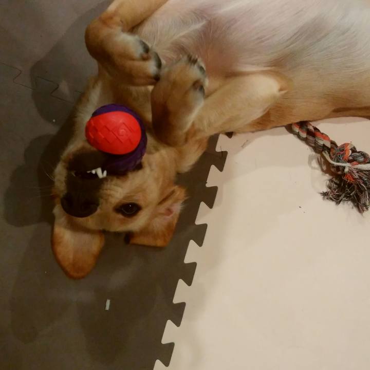 99c595d7 2018 4386 9c63 1a0970a784b2 1508450535225