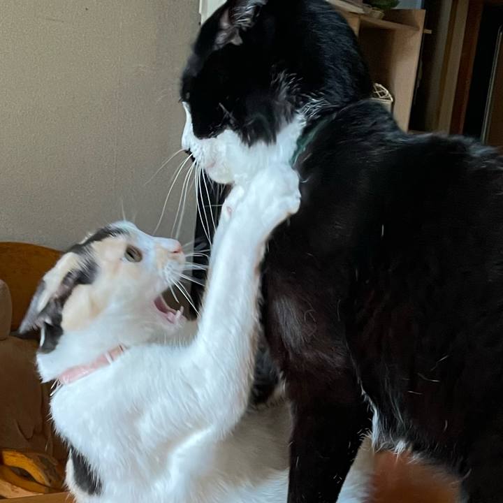 99c6b41b 35da 429b b28d 89d3ae1d6d87 1737593319366