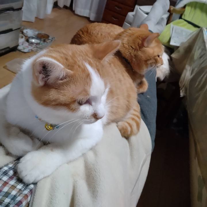 99c77ce8 4fdc 49e7 b880 558f3dc58250 1735801396765