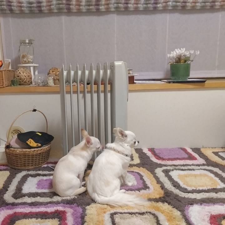 99c9669d 1f03 4157 a963 65e61c622712 1771615487376