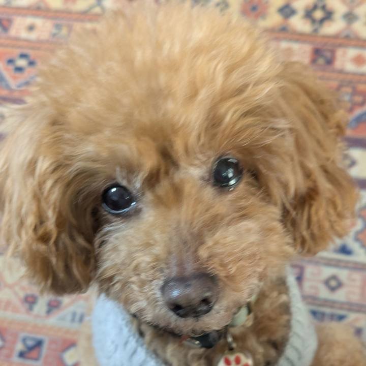 99cabbe2 f72b 4dff afcc 84788cd526a1 1766203306917