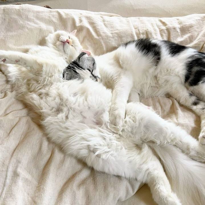 99cb2d2b a08a 4901 86cf 439003e258f5 1665713011366