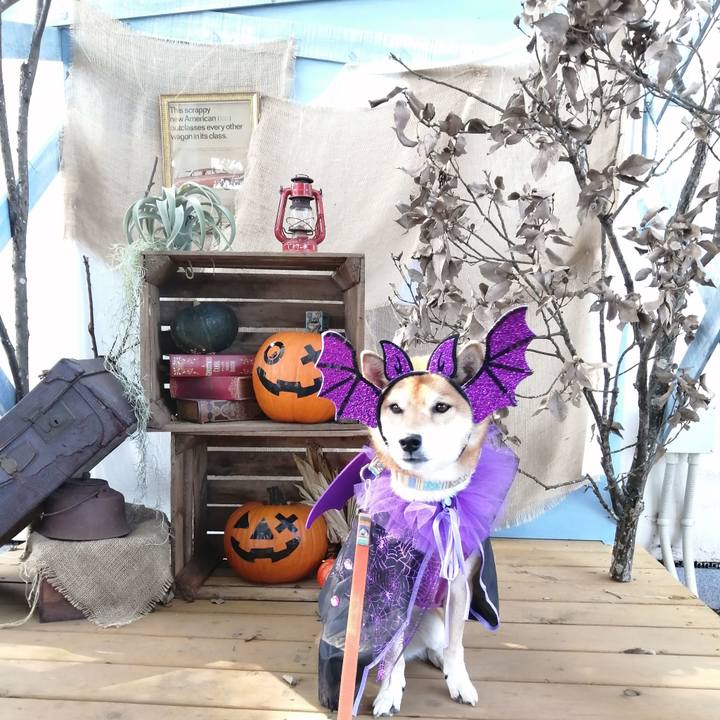 99cbbfca 0728 4f7a bd4b dd0801a578d0 1635598983470