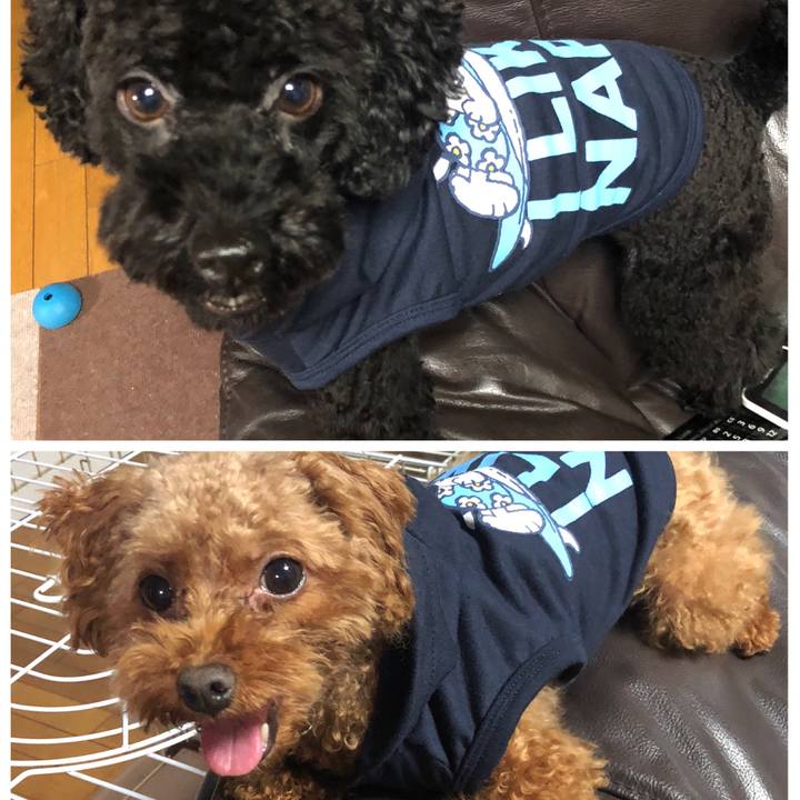 99cfe73f 6b2e 44c6 b276 24a155e3a68a 1538903227696