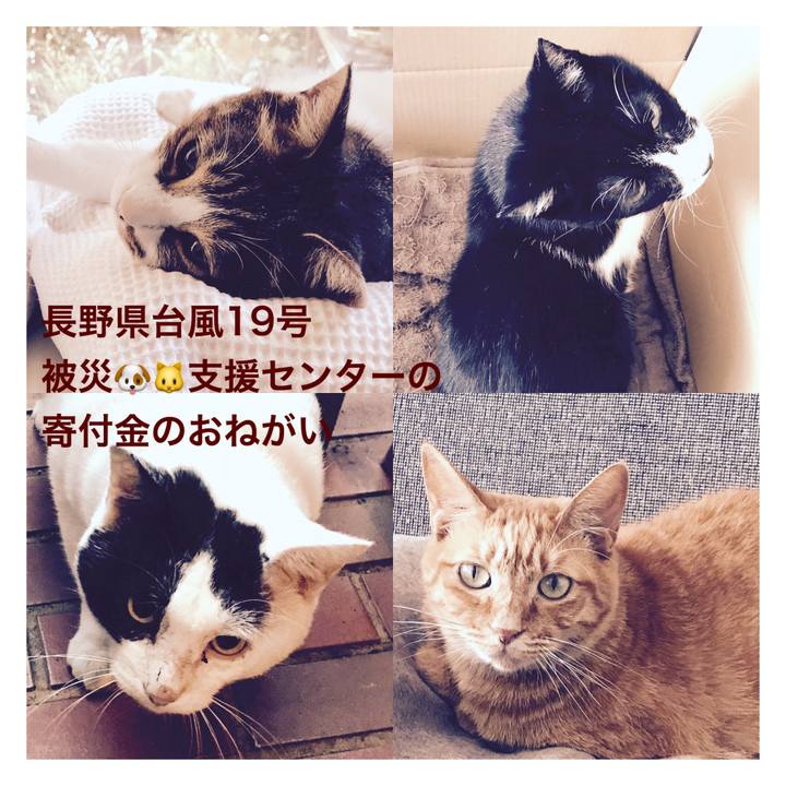 99d0700c 581c 449e b69e 806d4f7f9da2 1571883586316