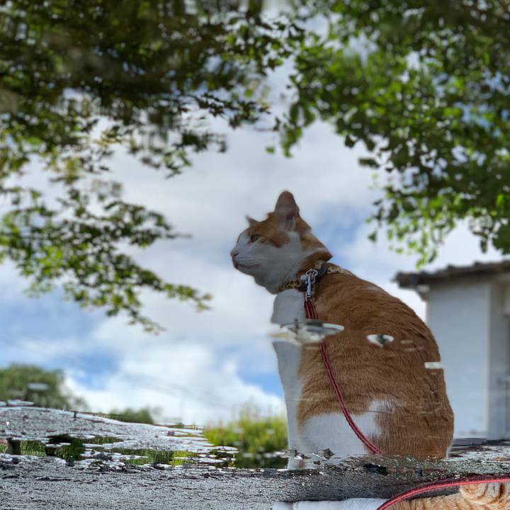 99d54f2e 5279 4672 8263 8a15e205118a 1595811969776