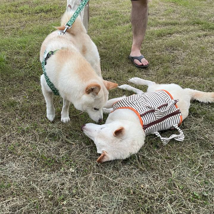 99d799ac 60b9 433c b1a7 1f9e53b0ef46 1659013529712