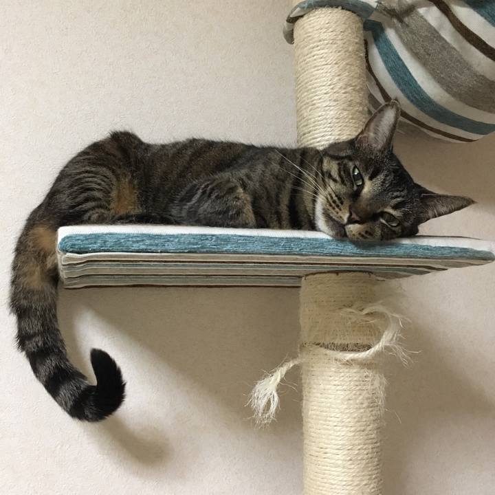 99d9557e 32c5 4ae9 bf8a 71d6f453019c 1529238027171