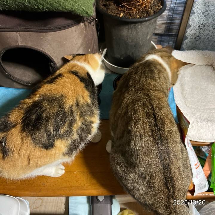 99de83a0 2482 493d a94e 31c477db2098 1760912590079