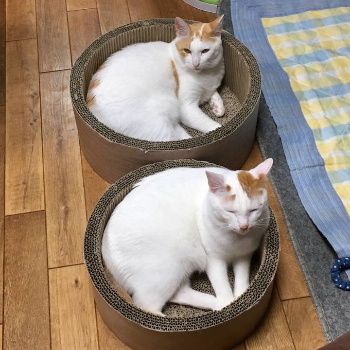 99e22bc2 ce42 42c0 a817 a82ca1a901d9 1526301638598