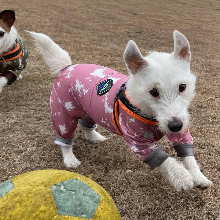 99e2ff31 3e71 4e53 aaef 8639f90f31f9 1771302992344