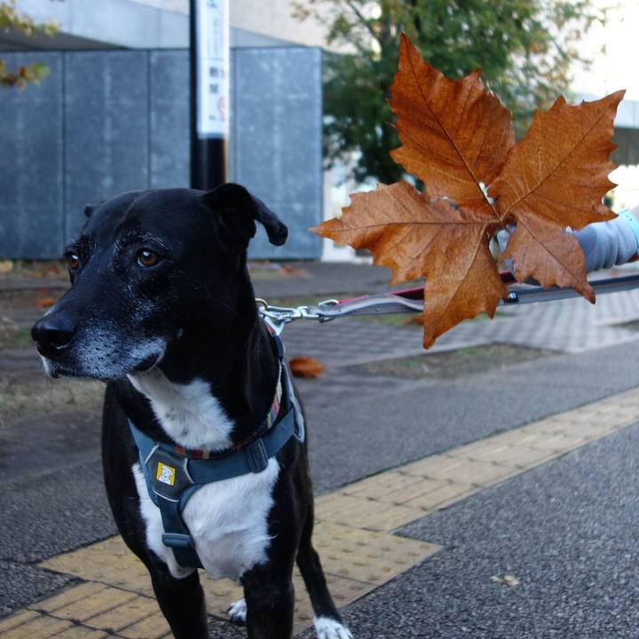 99e578d2 3031 4718 927f 19b64a74f098 1732667253958