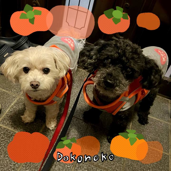 99e89fed c7bd 466b bcc5 52aa09af78a9 1761298284396