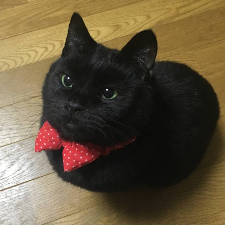 99f00eed 7ac8 4c74 8e8c afa77a5fcb5a 1544781474726