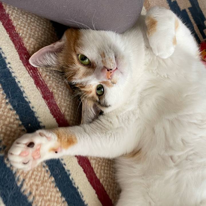 99f1590c fcff 4d02 9c3a a21b28a858fd 1660346854915