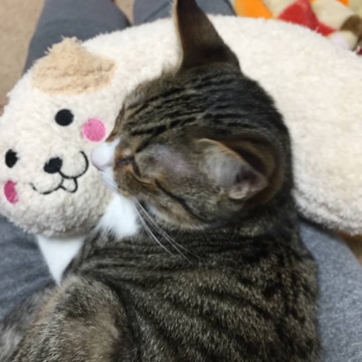 99f7a2a8 e45a 41ee 912a 9c457bad9e95 1540914156167