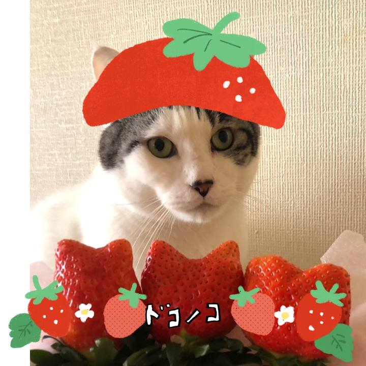 99fa2aa8 bef8 4d92 8c5b 20f978d8d45e 1775688909419