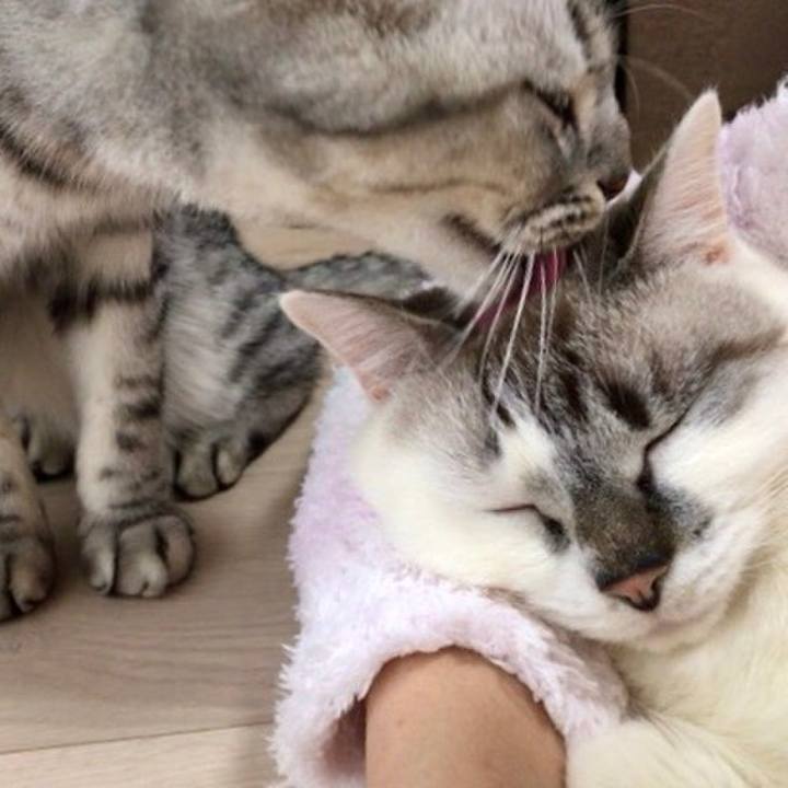 99fc5af4 dc8d 46fc 8388 35a2b56020dd 1544613669178