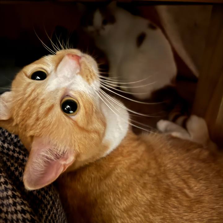 99fedc46 b3d8 418b a172 8f09438bfb55 1770776896933