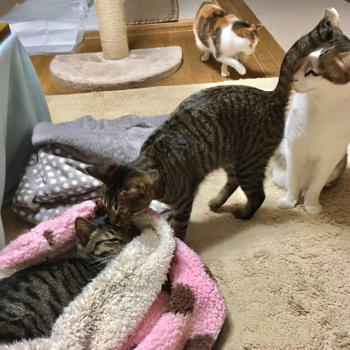 9a000ab9 59bd 4750 9ca9 505df2c8f787 1544354635201