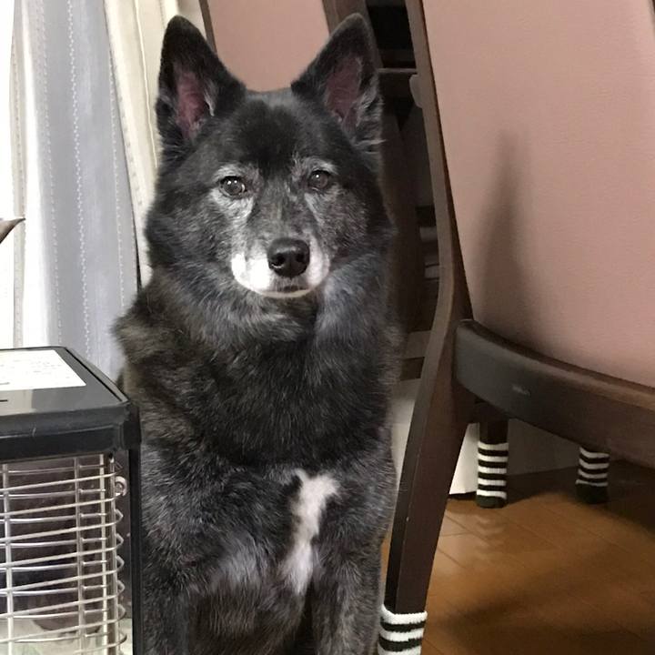 9a01dfb9 4665 4337 8fcc d942b58a9824 1527764750562