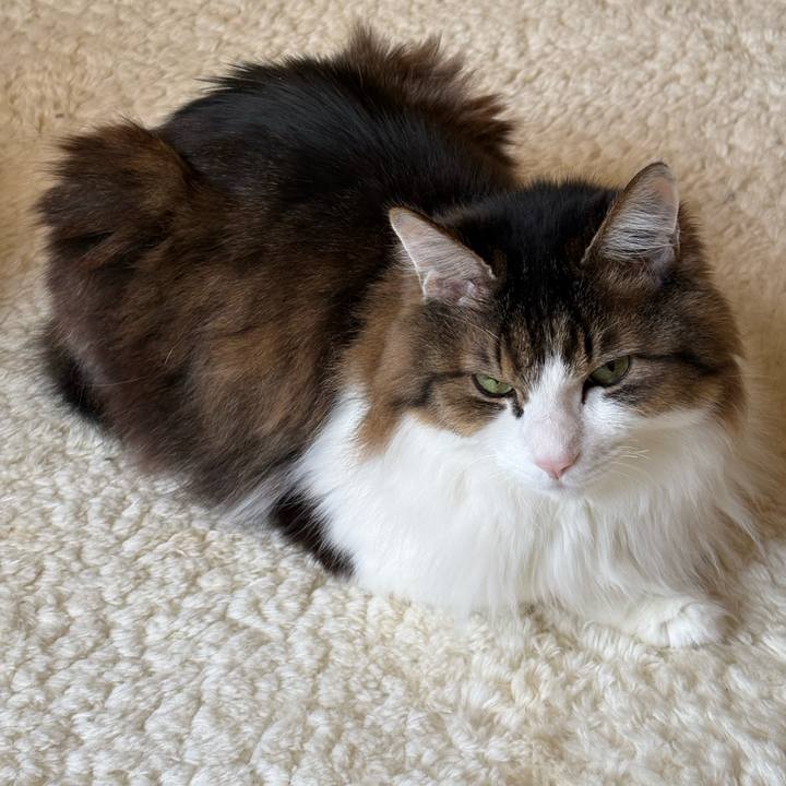 9a020b2a 4d45 40fb 9a8b 9d6262f335ba 1767912333460