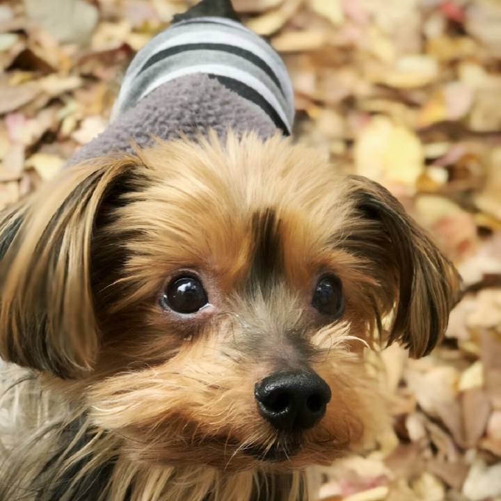 9a02874c 5b35 482c bda2 b15443a7cf44 1510526416998