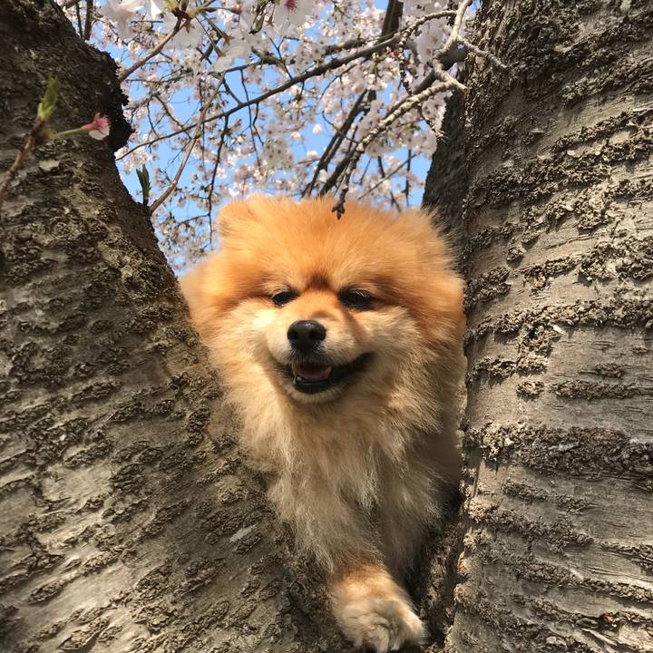 9a08333f f808 4a02 98d0 0f18a88acbe7 1522461719293