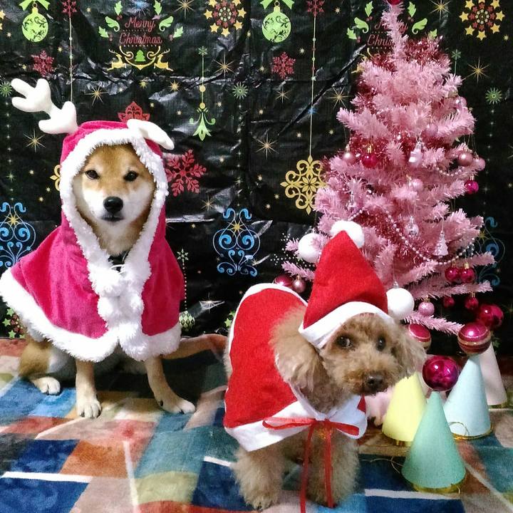 9a0920aa 0341 4a1e 9b50 5c11374a3e61 1544010251856