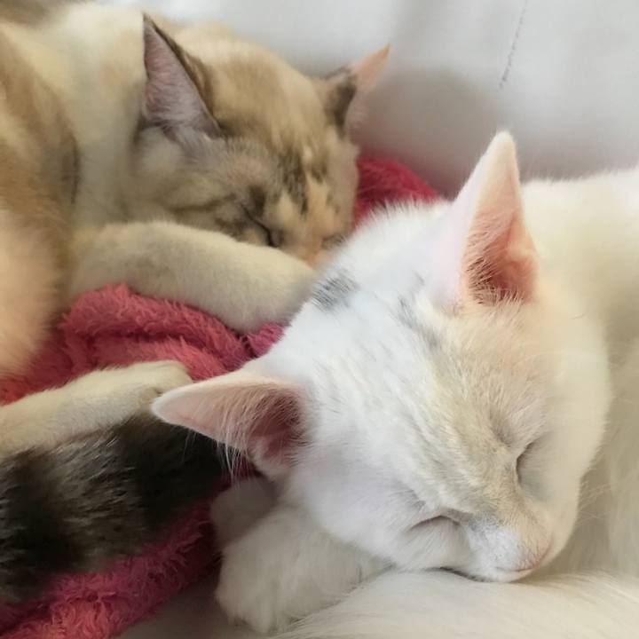 9a0abd94 38dc 4537 8ea7 bb0d180ea870 1508847202782