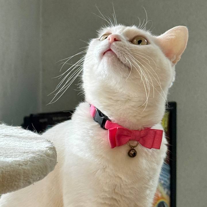 9a0c9515 6c5b 4ddc 810f 4b115cea730e 1764426220676