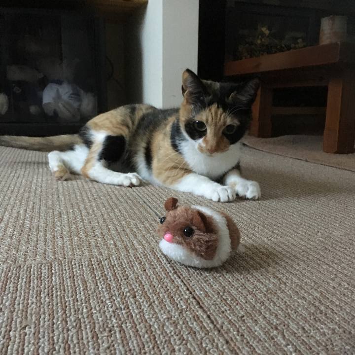 9a0d9e3a a71f 4e57 b460 aeed78f6a883 1514767616528