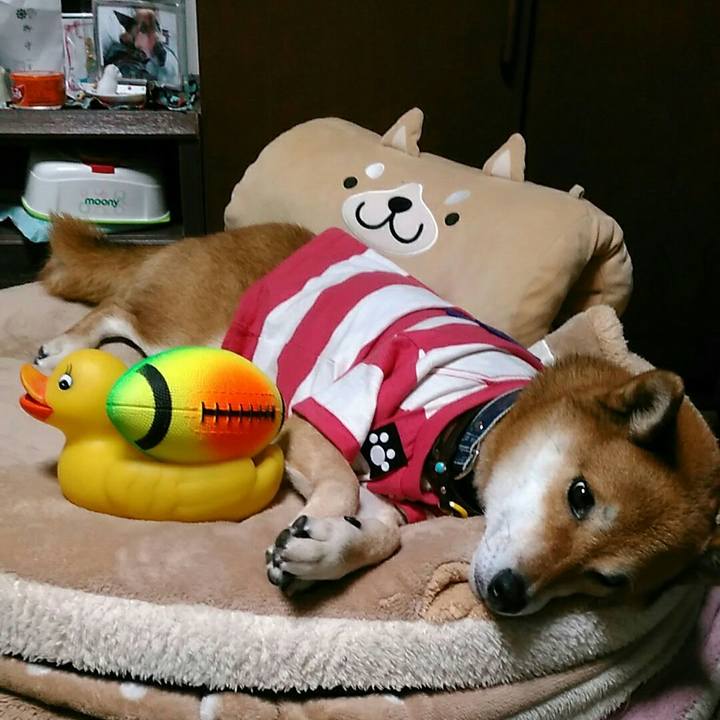 9a0dab64 b70d 493e af82 66889155a28b 1571566672762