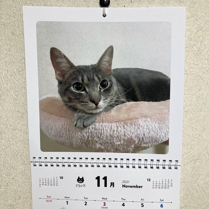 9a0db9ee 1665 460e 96fe e3d2dd102964 1635768204318