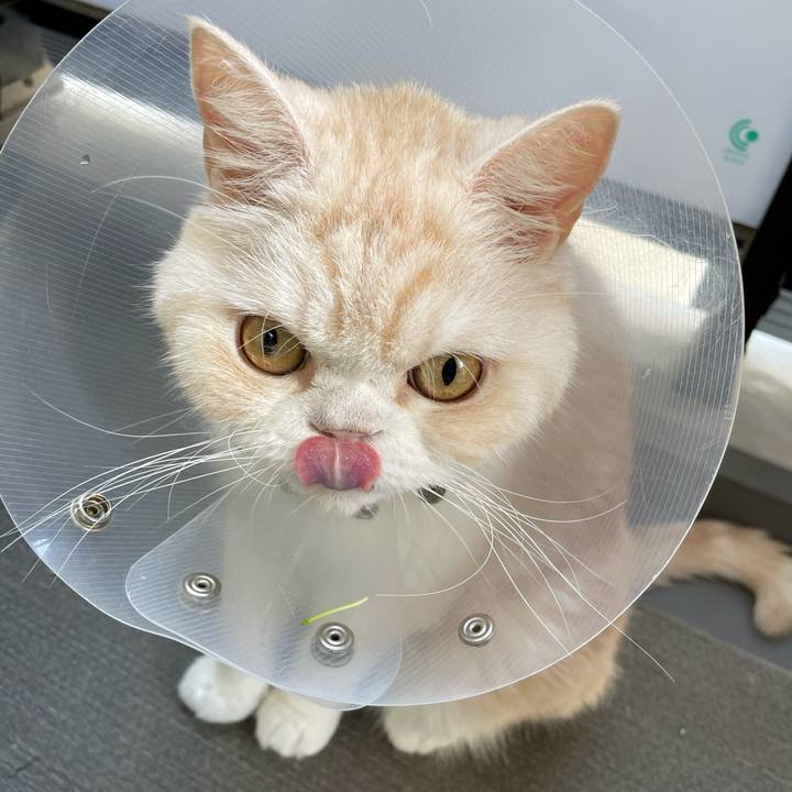 9a0ea4e2 8bc7 4167 a944 8c16a96e87ce 1753574992699