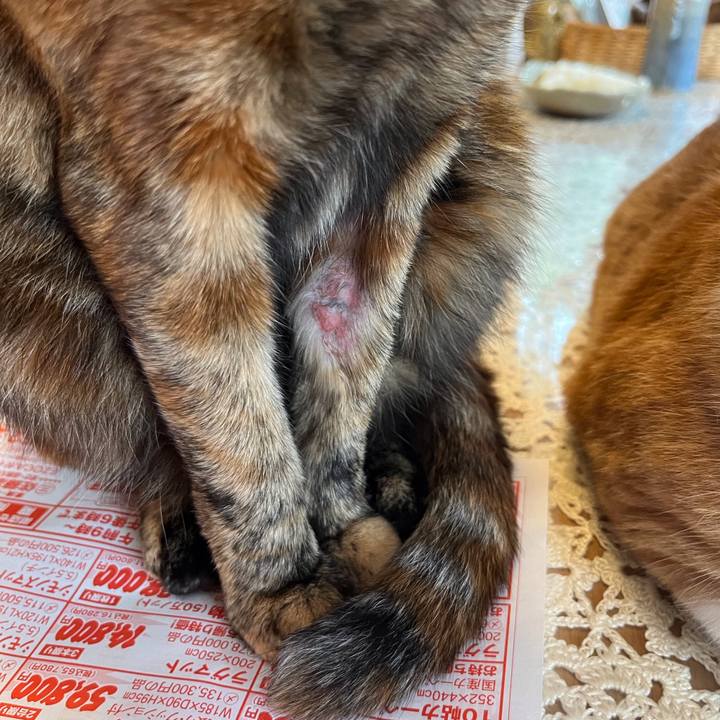 9a0f1e1c b168 43a6 be1b 92752a0cc4b0 1689333868978