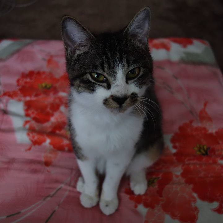 9a0fc2fd 4966 4a98 995c 346fb102ca1b 1757394512128