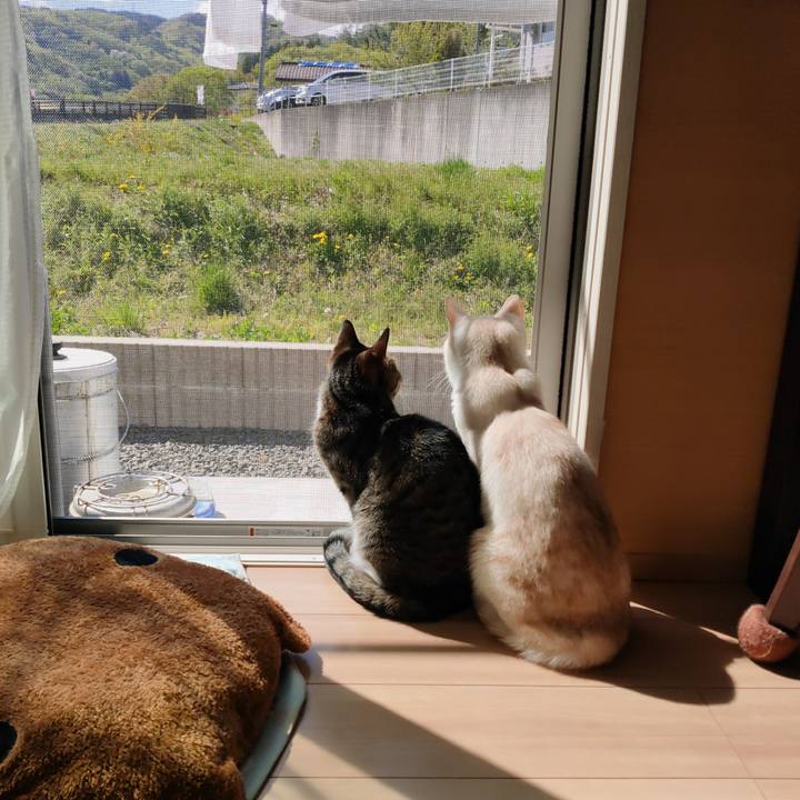 9a12e156 1f55 4bb4 a840 0aae4ead78de 1681862861317