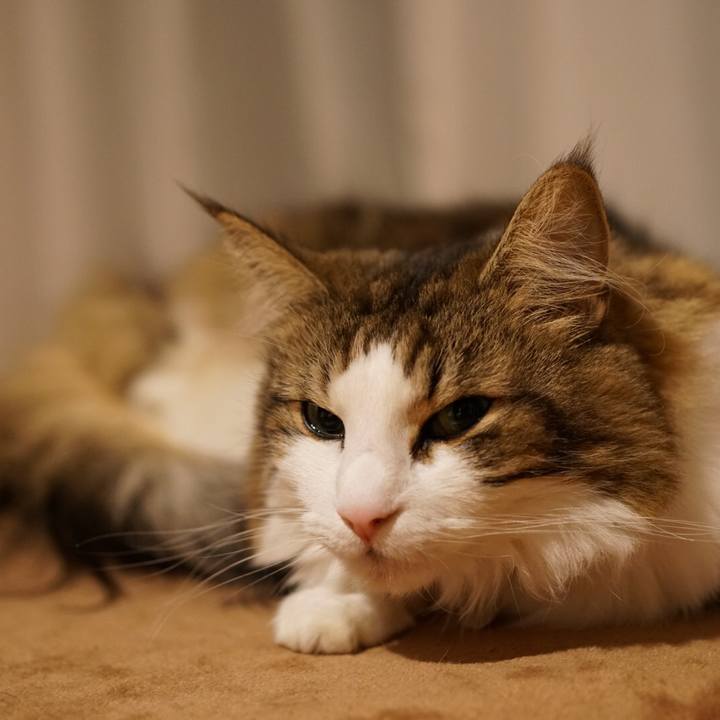 9a12f5aa a05b 4793 87ce 83324f00ecf2 1572961047421