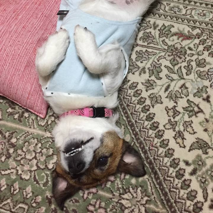 9a1354ed 4ed9 4dde 8979 46f59d92d2ac 1526129774539