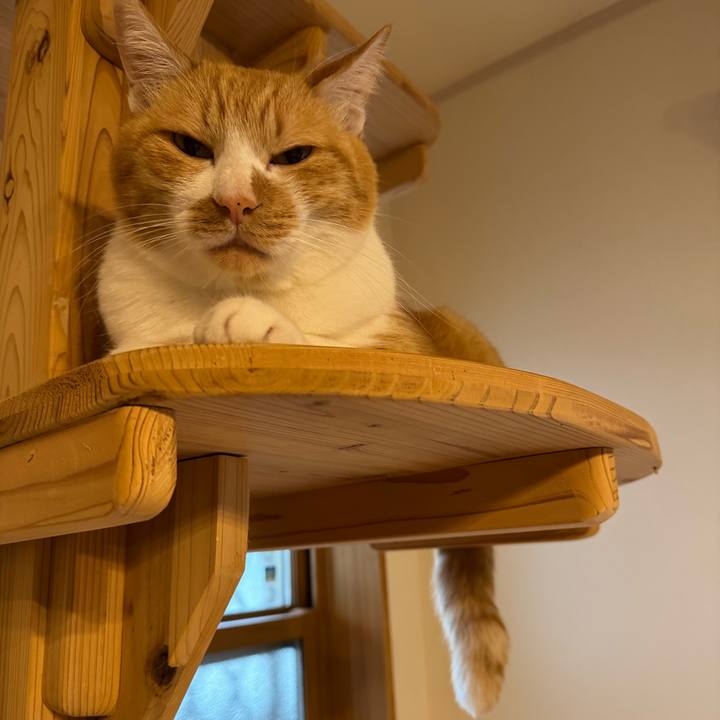 9a152e21 12cf 4616 a03e 6f1256c54dfd 1762652849112