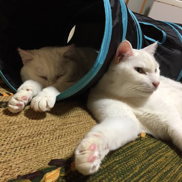 9a19084c 3271 4dd2 bb7d 4ecbf0692e10 1515766150248