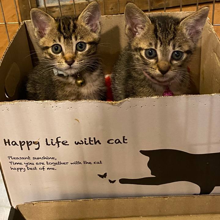 9a1de73d c10f 4544 95b1 92f2bba375dc 1617354943115