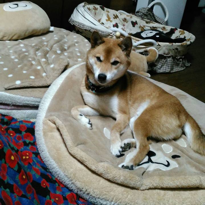 9a1fb080 2cc9 4036 b5ec 1bd7d442b76a 1543662170671