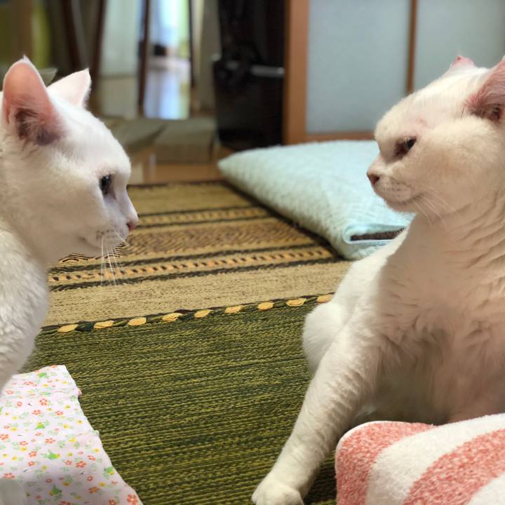 9a2039ef 6a60 423e 8e37 e65995c3379a 1540084934594