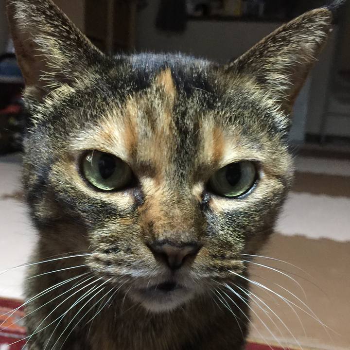 9a2a06db 6b60 480e 8124 c928a184bddf 1543747017490