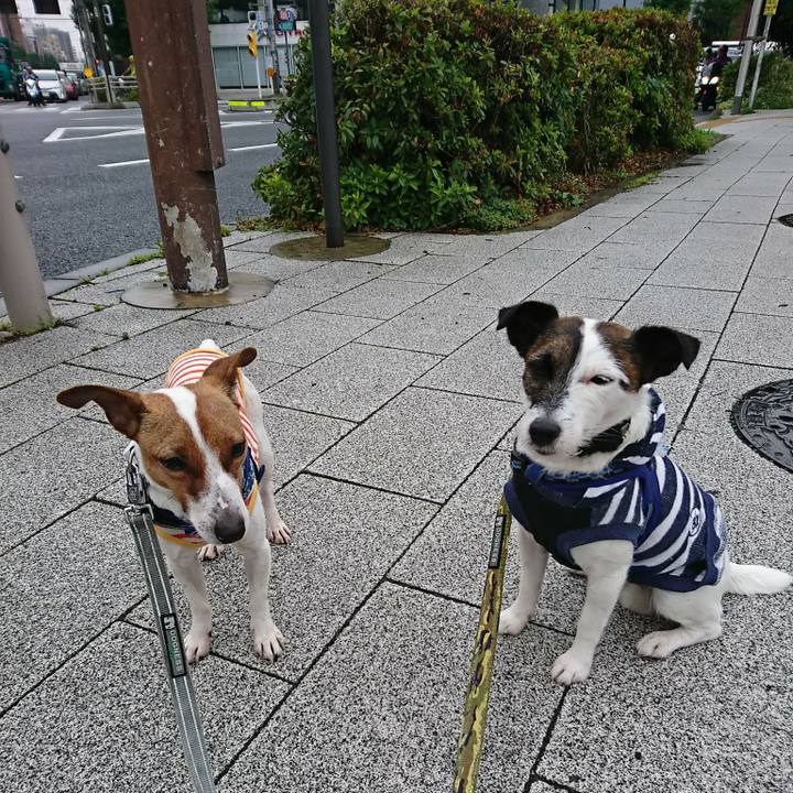 9a2a5fb8 4171 49f9 8d75 661d37b5a4a4 1528237162327